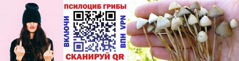 Купить закладки  Чадан  Псилоцибиновые грибы прущие грибы 